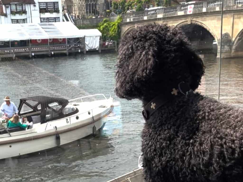 Dog at Henley Regatta