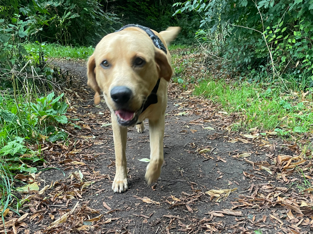 Labrador looking at camera